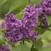 Edelflieder Charles Joly 40-60cm - Syringa Vulgaris