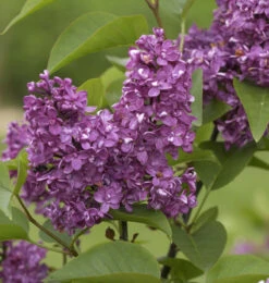 Hochstamm Edelflieder Charles Joly 60-80cm - Syringa Vulgaris