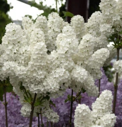 Edelflieder Florent Stepman 60-80cm - Syringa Vulgaris