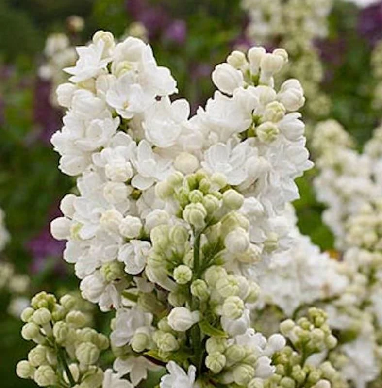 Edelflieder Frau Holle - Kircher-Collection 30-40cm - Syringa Vulgaris 1 Edelflieder Frau Holle - Kircher-Collection 30-40cm - Syringa Vulgaris