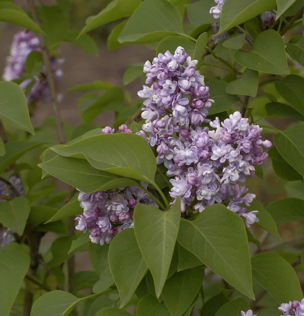Edelflieder Katharine Havemeyer 30-40cm - Syringa Vulgaris 1 Edelflieder Katharine Havemeyer 30-40cm - Syringa Vulgaris