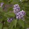 Edelflieder Katharine Havemeyer 60-80cm - Syringa Vulgaris