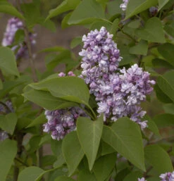 Hochstamm Edelflieder Katharine Havemeyer 80-100cm - Syringa Vulgaris