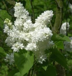 Edelflieder Madame Lemoine 40-60cm - Syringa Vulgaris