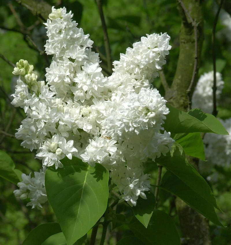 Edelflieder Madame Lemoine 40-60cm - Syringa Vulgaris 1 Edelflieder Madame Lemoine 40-60cm - Syringa Vulgaris