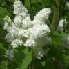 Hochstamm Edelflieder Madame Lemoine 60-80cm - Syringa Vulgaris