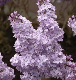 Edelflieder Michael Buchner 60-80cm - Syringa Vulgaris