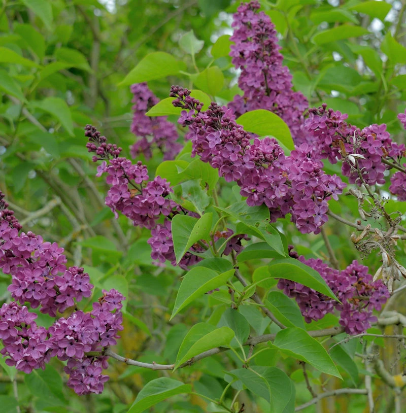 Edelflieder Mme Antoine Buchner 40-60cm - Syringa Vulgaris 1 Edelflieder Mme Antoine Buchner 40-60cm - Syringa Vulgaris