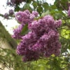 Edelflieder Mrs Eward Harding 40-60cm - Syringa Vulgaris