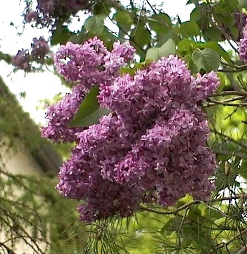 Edelflieder Mrs Eward Harding 40-60cm - Syringa Vulgaris 1 Edelflieder Mrs Eward Harding 40-60cm - Syringa Vulgaris