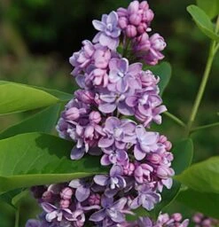 Edelflieder Paul Thirion 40-60cm - Syringa Vulgaris