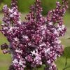 Edelflieder Perle Von Stuttgart - Kircher-Collection 40-60cm - Syringa Vulgaris