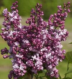 Edelflieder Perle Von Stuttgart - Kircher-Collection 40-60cm - Syringa Vulgaris