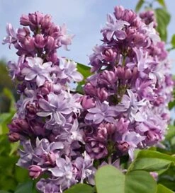 Edelflieder President Poincare - Kircher-Collection 30-40cm - Syringa Vulgaris