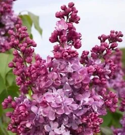 Edelflieder Prince Wolkonsky 30-40cm - Syringa Vulgaris