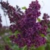 Edelflieder Sarah Sands - Kircher-Collection 40-60cm - Syringa Vulgaris