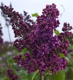 Edelflieder Sarah Sands - Kircher-Collection 40-60cm - Syringa Vulgaris