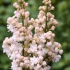 Edelflieder Schöne Von Moskau - Kircher-Collection 40-60cm - Syringa Vulgaris