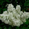 Edelflieder Schneekönigin - Kircher-Collection 40-60cm - Syringa Vulgaris