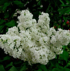 Edelflieder Schneekönigin - Kircher-Collection 40-60cm - Syringa Vulgaris