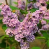 Edelflieder Sensation 40-60cm - Syringa Vulgaris