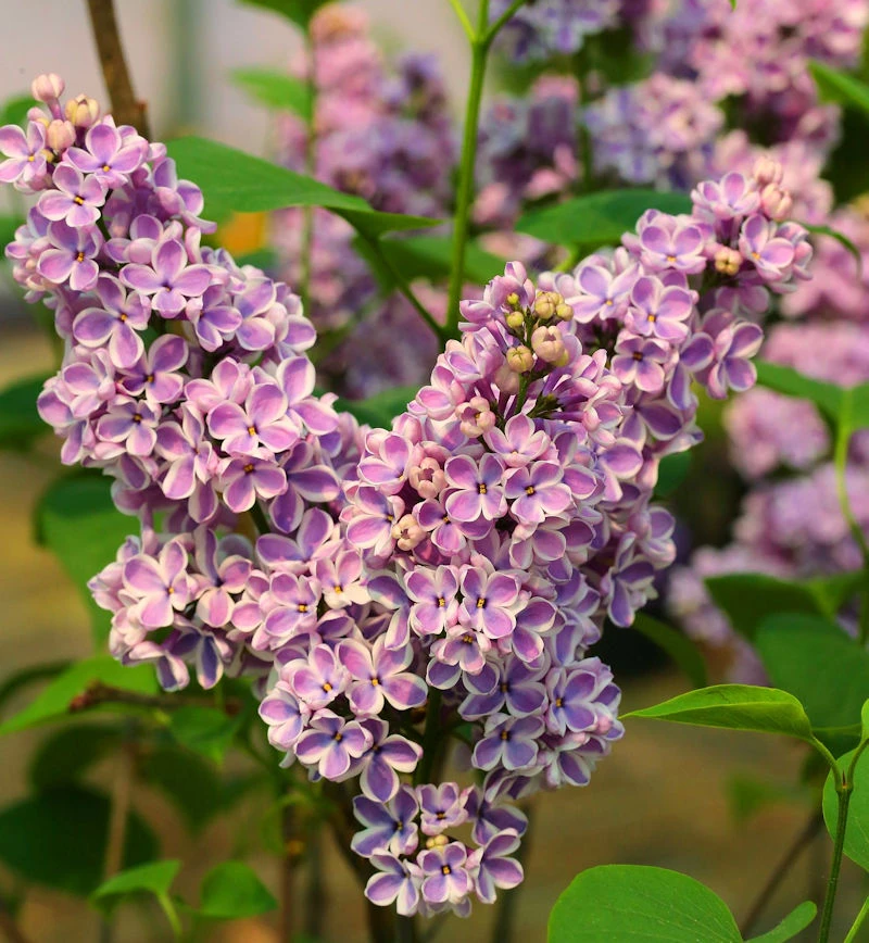 Edelflieder Sensation 40-60cm - Syringa Vulgaris 1 Edelflieder Sensation 40-60cm - Syringa Vulgaris