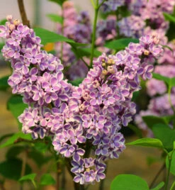 Hochstamm Edelflieder Sensation 60-80cm - Syringa Vulgaris