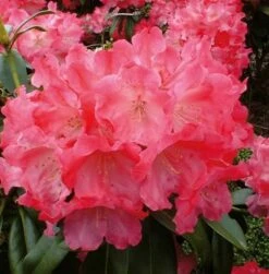 Rhododendron Morgenrot 25-30cm - Alpenrose