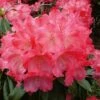 Hochstamm Rhododendron Morgenrot 60-80cm - Alpenrose