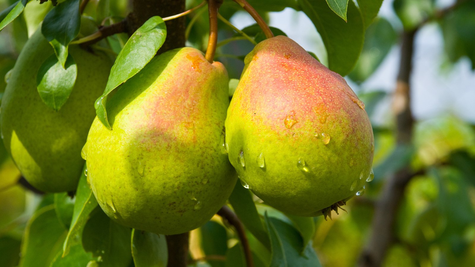 Angebote Beet Traum Store -Angebote Beet Traum Store birnen